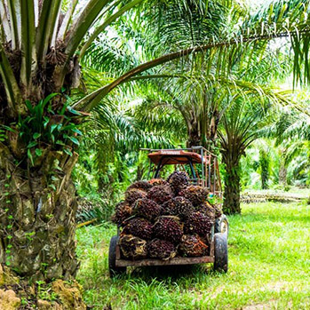 Sternchemie – MCT: unsere Quellen